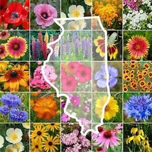 From Usa Wildflower Illinois State Flower Mix Perennials &amp; Annuals Usa Non-GMO 1 - £3.18 GBP