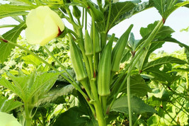 50+ Okra Seeds Emerald Okra Vegetable Fresh Garden Seeds Free Shipping #79 - $2.19