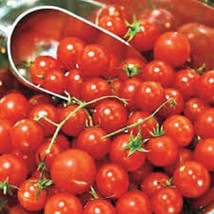 Honey Bunch F1 Hybrid Tomato Seeds (25+ Seeds) - $4.75