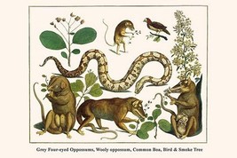 Grey Four-Eyed Oppossums, Wooly Oppossum, Common Boa, Bird &amp; Smoke Tree by Alber - £17.39 GBP+