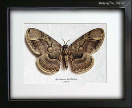 Real Huge Owl Moth Brahmaea Wallichii Framed Entomology Collectible Shadowbox - $117.99