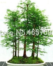 100 Pcs Dawn Redwood Forest Bonsai Metasequoia glyptostroboides Grow Your - $13.63