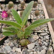 Cacti Sinningia tubiflora cactus Succulent real live plant - £37.58 GBP