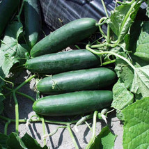 New Fresh 25 Seeds Impact Cucumbers Planting Easy To Grow - $7.00