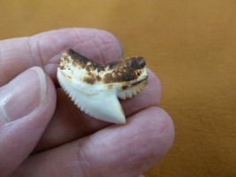 (s3-104) 1&quot; inch White TIGER SHARK TOOTH teeth toasted top made to order... - $17.75