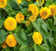 Sunflower Dwarf Teddy Bear Heirloom Non GMO Bulk Seeds - $172.69 MXN