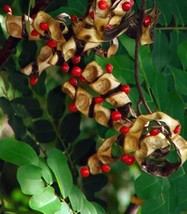 Red Lucky Seed Adenanthera pavonina 100 Seeds ThailandMrk - £19.69 GBP