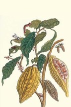 Cocoa Plant with Southern Army Worm - $371.98 MXN