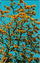 Cassia or Golden Shower Tree in Florida Vintage Postcard (A14) - £3.81 GBP