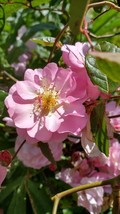 cornelia rose - $26.73