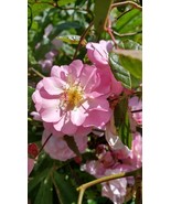 cornelia rose - $36.54 CAD