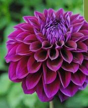Purple Exotic Rare Dahlia Blossom Bloom Garden Flower 20 Seeds - £10.32 GBP