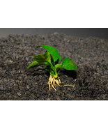ANUBIAS NANA BONSAI ONE PLANT-Freshwater Aquatic Live Plants - $13.64 CAD