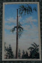 Vintage Color Tone Postcard, Topping Giant Spruce for 200 Foot Mast, Tree 265’ - £3.10 GBP