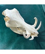 African Warthog Skull -Real Wild Pig Skull - Pig Head Size: About 13&quot; X ... - $287.09