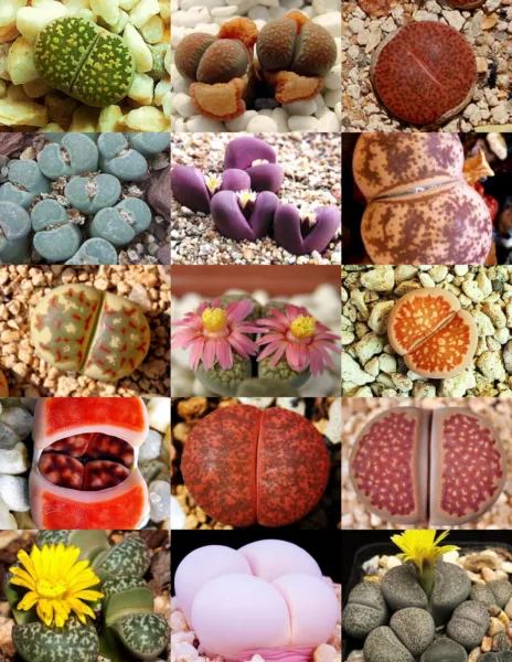 Rare Lithops Mix Succulent Cactus Living Stone Desert Rock 100 Seeds Fresh Garde - £27.31 GBP