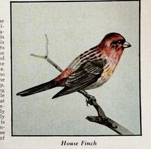 House Finch Bird Print 1931 Blue Book Birds Of America Animal Nature Art... - $28.01 CAD
