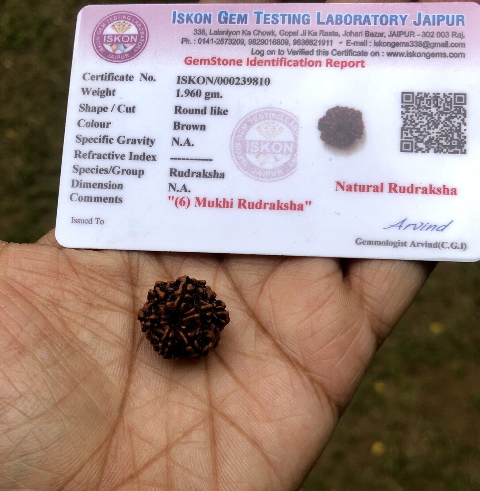 LAB CERTIFIED 6 Mukhi RUDRAKSHA Chahmukhi Rudraksh 6 Face Rudraksham 1 p... - $14.85