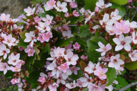 5 Pc Seeds Pink Indian Hawthorn Flower Plant, Rhaphiolepis indica Pink Seeds |RK - £14.82 GBP