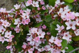 5 Pc Seeds Pink Indian Hawthorn Flower Plant, Rhaphiolepis indica Pink Seeds |RK - £14.20 GBP