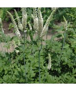 20 Black Cohosh Plants Actaea Racemosa Bare Root Wildflower   Transplant Fresh G - $35.80