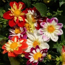BStore 44 Seeds Mixed Colors Dahlia Seeds Beautiful Flower Plant  - £6.83 GBP