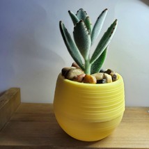 Panda Succulent in Yellow Self-Watering Pot - Live Plant Kalanchoe 3" Planter image 4