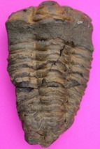 Trilobite Fossil 450 Million Years Old Morroco Guaranteed Real Dino Girl... - $41.58 CAD
