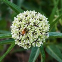 Antelope Milkweed 100 Seeds Plus 50 Free With Free Shipping - $75.58 MXN
