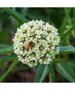 Antelope Milkweed 100 Seeds Plus 50 Free With Free Shipping - $76.02 MXN