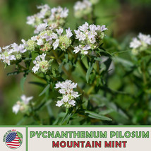 Grow In US 500 Mountain Mint Seeds Pycnanthemum Pilosum Native Herb Non-Gmo - £7.47 GBP