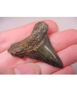 (s229-E) 1-5/8&quot; Fossil MEGALODON Shark Tooth Teeth JEWELRY Nice specimen... - £27.60 GBP