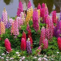 Russell Lupine Landscaper&#39;s Pack 250 Seeds Fall Planting - £11.19 GBP