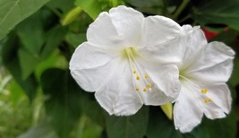 Serendipity&#39;s 4 O&#39;clock - 25 Seeds -Mirabilis jalapa -Brilliant Blooms Annual  - £3.16 GBP