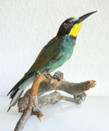 European Bee-Eater Bird Taxidermy Mount – Scientific Display Zoology Decor - $298.99