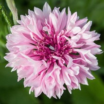 New Fresh Seeds Cornflower Pink Bachelors Button Garden Flower Plant Seeds 2000  - $17.98