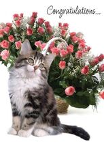 Congratulations And Best Wishes - Congratulations Greeting Card - 00796 - €1,19 EUR Congratulations And Best Wishes - Congratulations Greeting Card - 00796 - €1,19 EUR