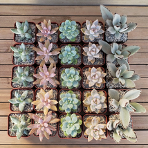 Variety Pack (25) Dreamy Pastels&#39; 2 Inch Succulent cactus Cacti Succulent - £104.80 GBP