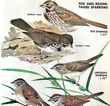 Fox &amp; Round Tailed Sparrows Varieties 1966 Color Bird Art Print Nature A... - $371.27 MXN