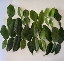 2 Oz Fresh Kaffir Lime Leaves Thai Herbs Organic Hand - Picked When Order - £11.24 GBP
