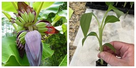 US SELLER Dwarf Puerto Rican Plantain - Live Plant - Cooking Plantain - $44.99