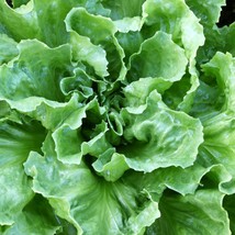 Fresh 2000 Broadleaf Batavian Endive Seeds (Escarole) Non-Gmo Heirloom - $10.98