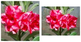 4 Seeds / Pac &#39;Excellent Lover&#39; Adenium Obesum Indoor Desert Rose Seeds - £15.27 GBP