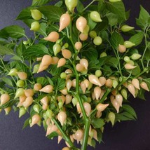 Exotic Biquinho Salmon Pepper Seeds - 5 Count, Heirloom Hot Peppers for Gourmet  - $7.00