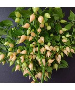Exotic Biquinho Salmon Pepper Seeds - 5 Count, Heirloom Hot Peppers for ... - £5.60 GBP