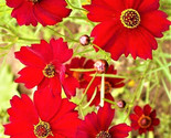 Dwarf Coreopsis Seeds Red Plains Seeds 1,000 Seeds Non-Gmo Fast Shipping - $7.99