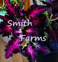 25 Seeds Pink Purple Coleus Flowers Easy To Grow Garden From US - $10.25