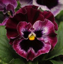 30 Pc Seeds Fizzle Sizzle Raspberry Pansy Flower, Pansy Seeds for Planting | RK - £11.75 GBP