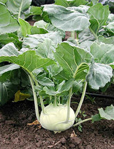 Sale 2000 Seeds White Vienna Kohlrabi Brassica Olercacea Vegetable  USA - £7.78 GBP