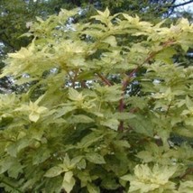 5 Phytolacca Americana Silberstein Variegated Pokeweed Seeds For Planting   - £14.57 GBP